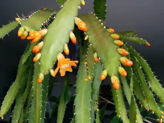 A species of Disocactus?
