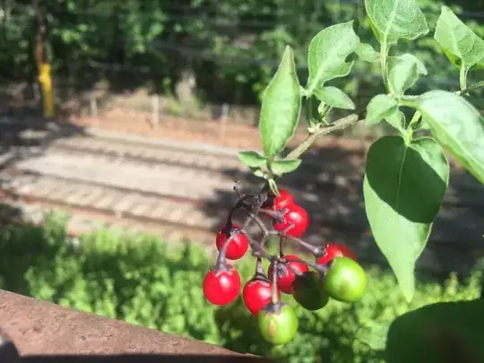Photo of a cluster of red berries