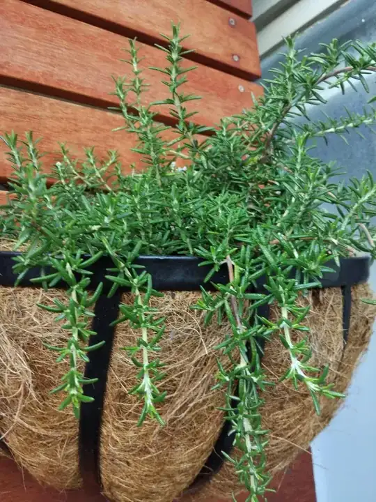 Parent rosemary