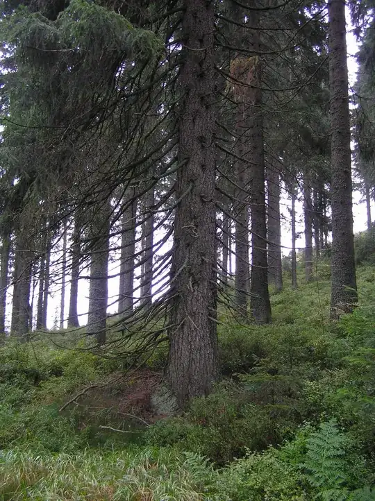 Norway spruce with dry lower branches