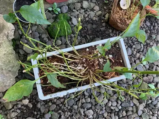 Bell pepper plant top view 2