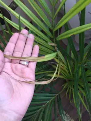 Dry leaves