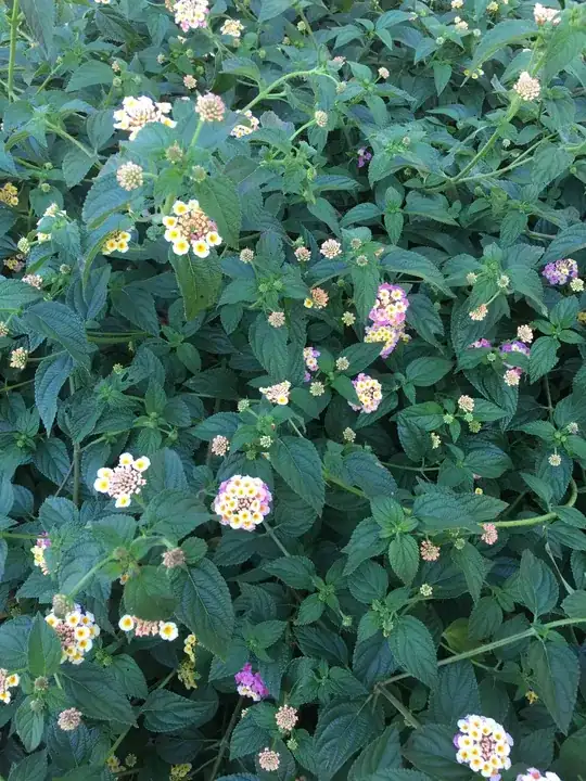 This mint came with the house.  30 years ago.  It is beautiful and about eight feet tall.  I was wondering if anyone knows what it is.  Definitely mint.  Thanks in advance.  