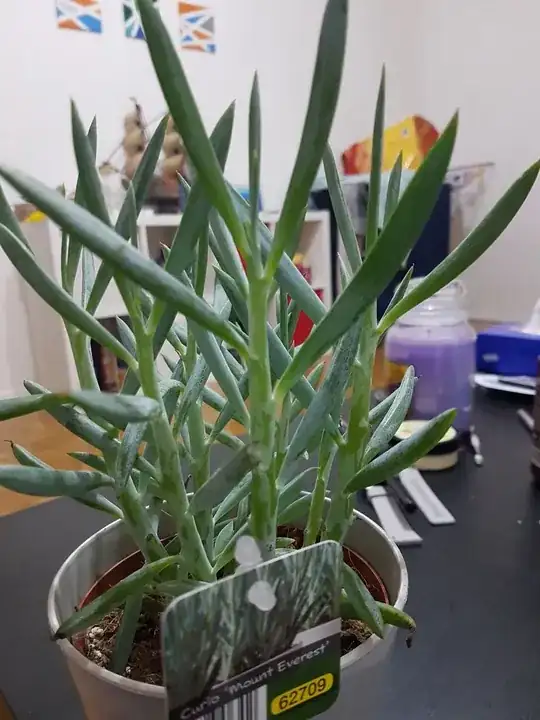 Here is the plant