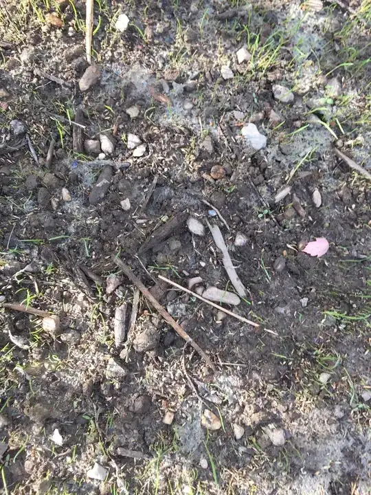 Lawn 2
