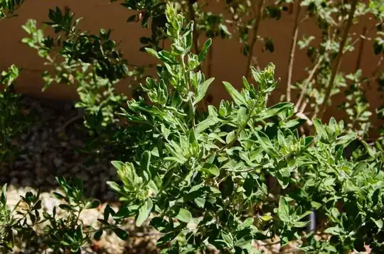 Shrub #3 closeup