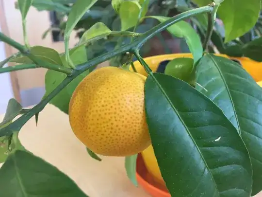 lemon