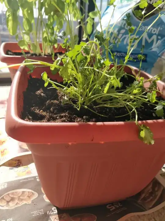 Planted in the center of the pot and the plant is drooping