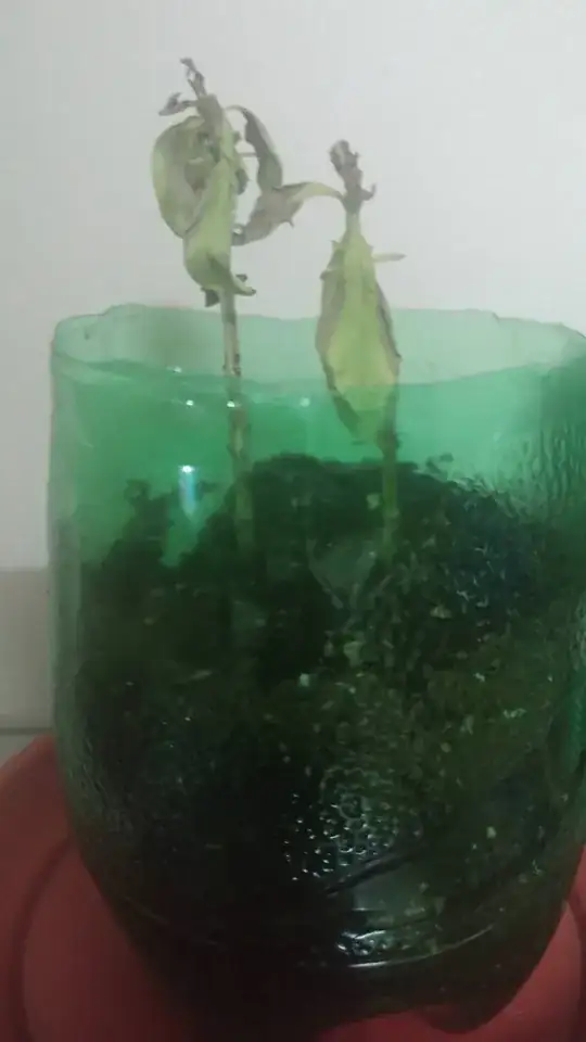 Cutting planted in mixture