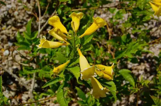 Shrub #5