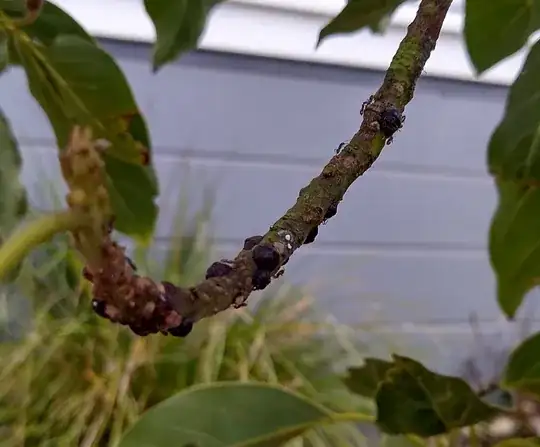 Strange bumps on tree branch with ants