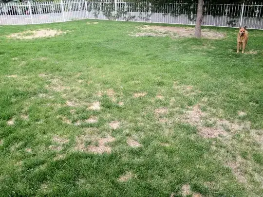 patchy grass