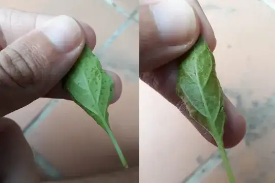 brown under pepper leaves