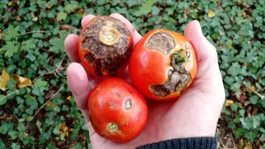 Picture of tomatoes with disease spots
