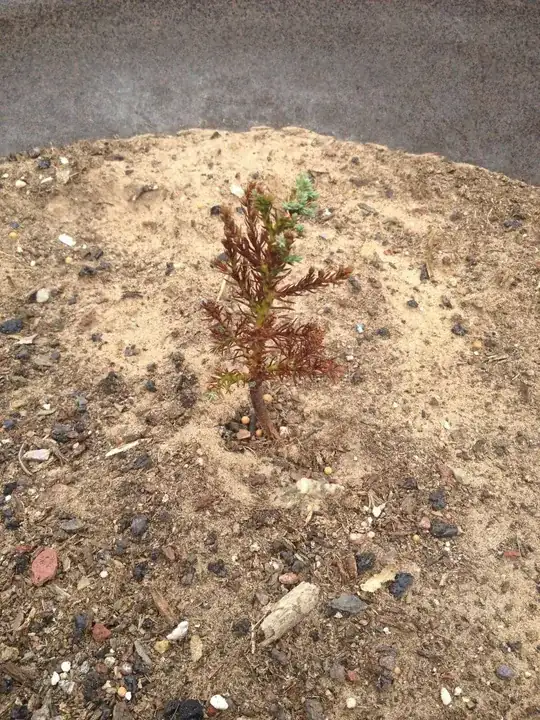 Picture of the tree