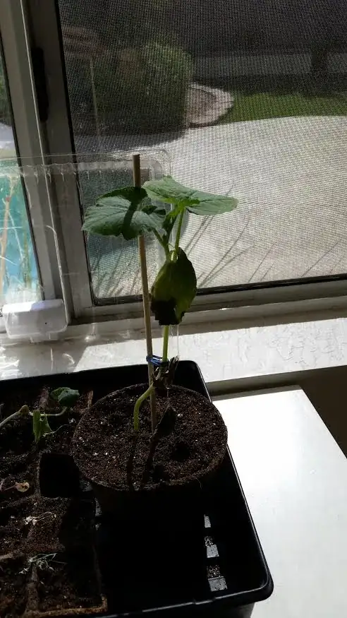 squash plant wilting