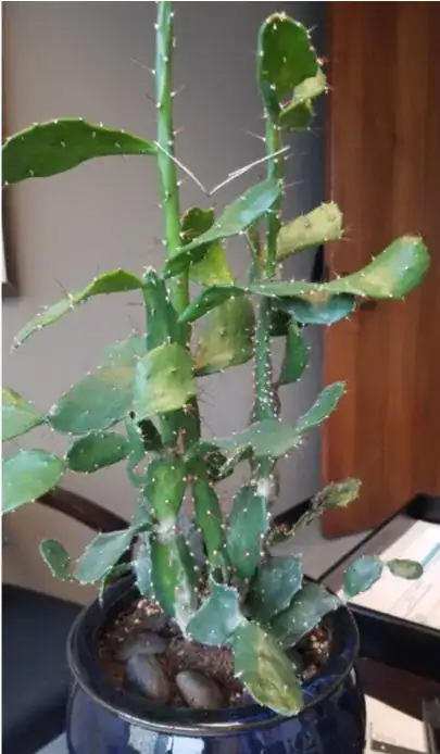 ![CACTUS