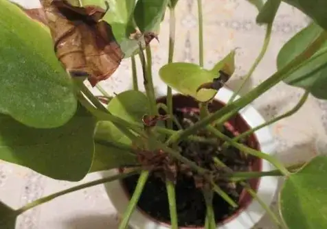 Wilted_centre