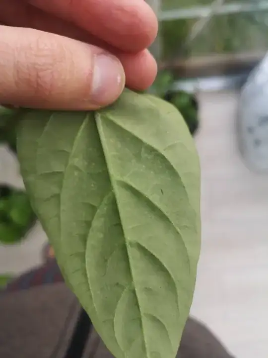 leaf