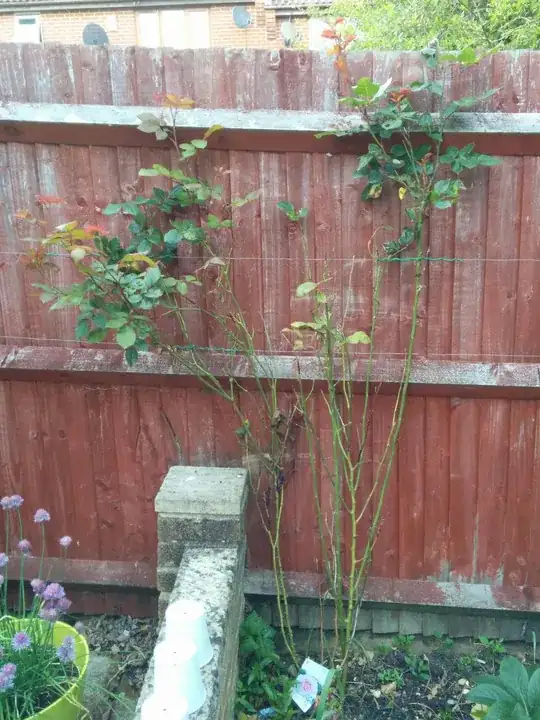 Rose bush with leaves only at the top