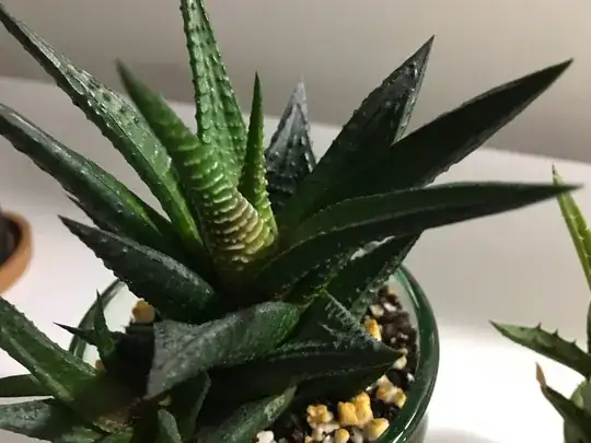 Browned inner leaves