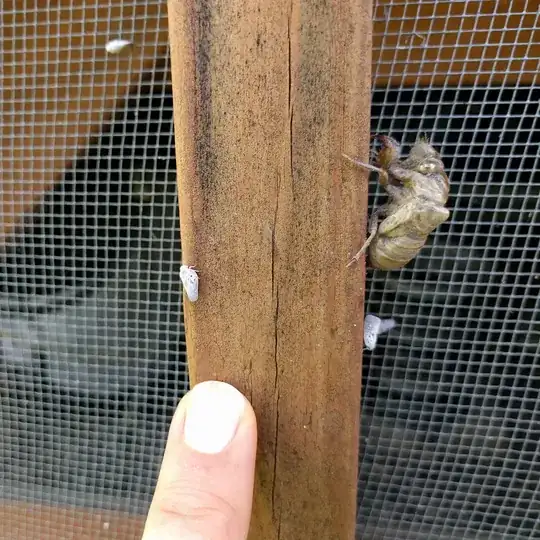 insect angle 1