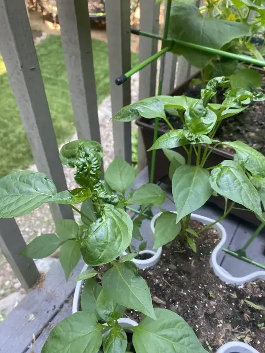 Jalepeno