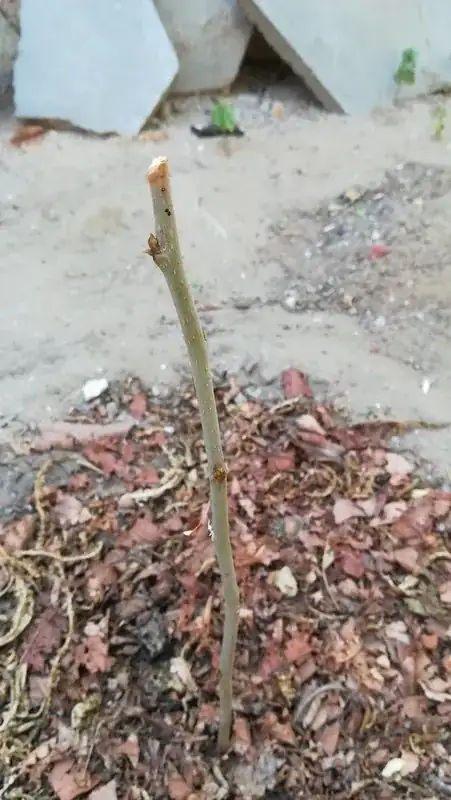 y