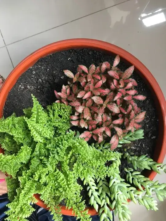 Top