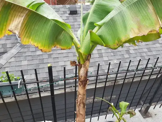 after repotting/separation