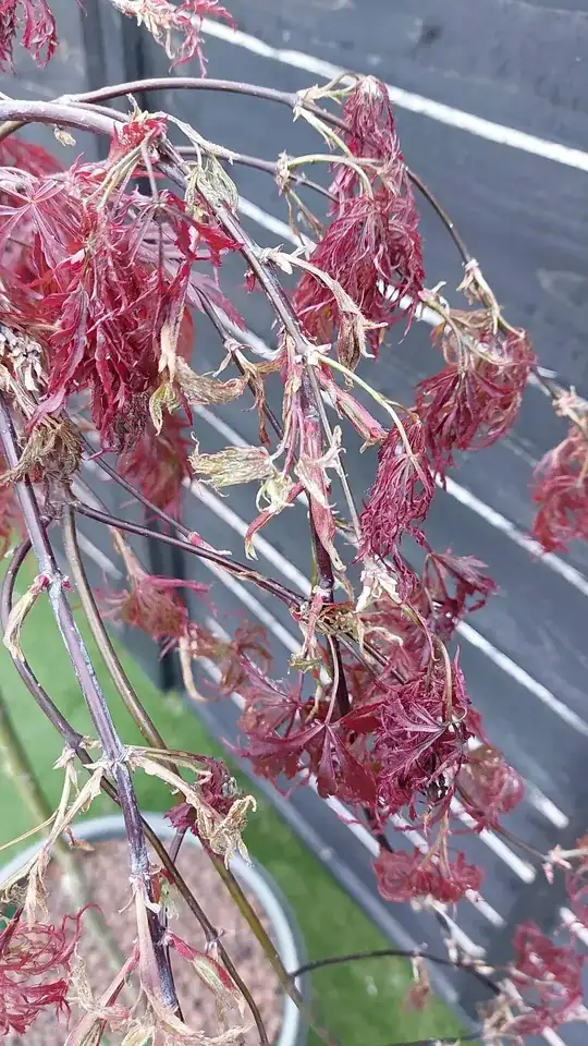 Acer with wilting leaves