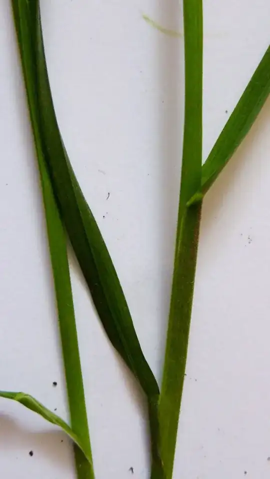 Another plant: this is how it looks from a distance[![][3]