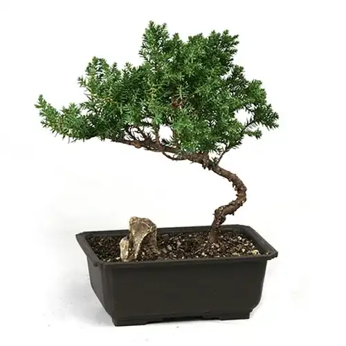It looks like this