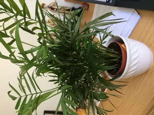 My palm