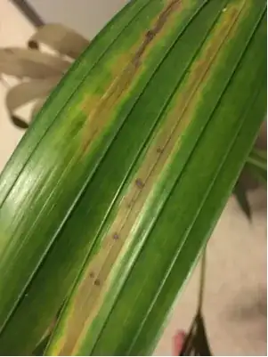 kentia2
