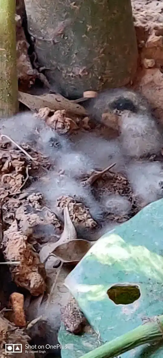 cotton or mold like fungus