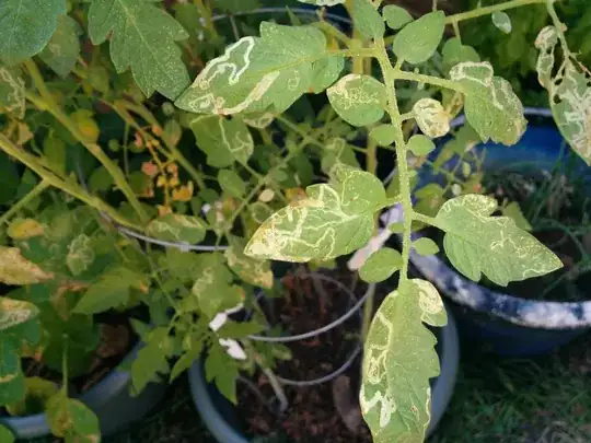 tomato plant