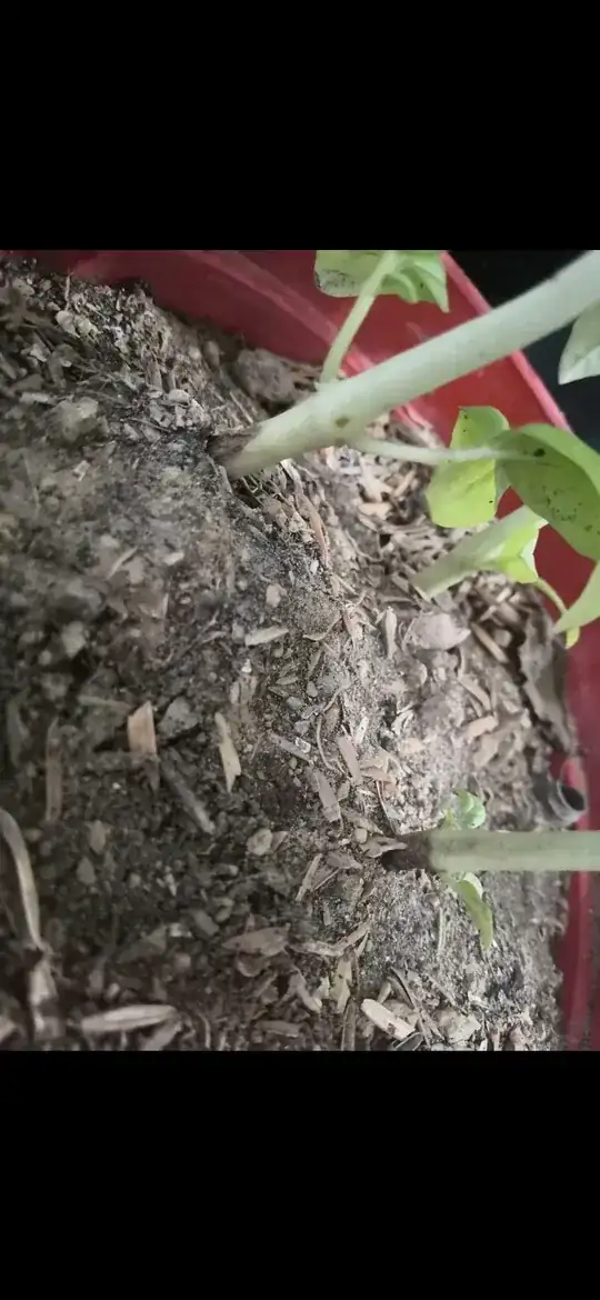 sick basil stem