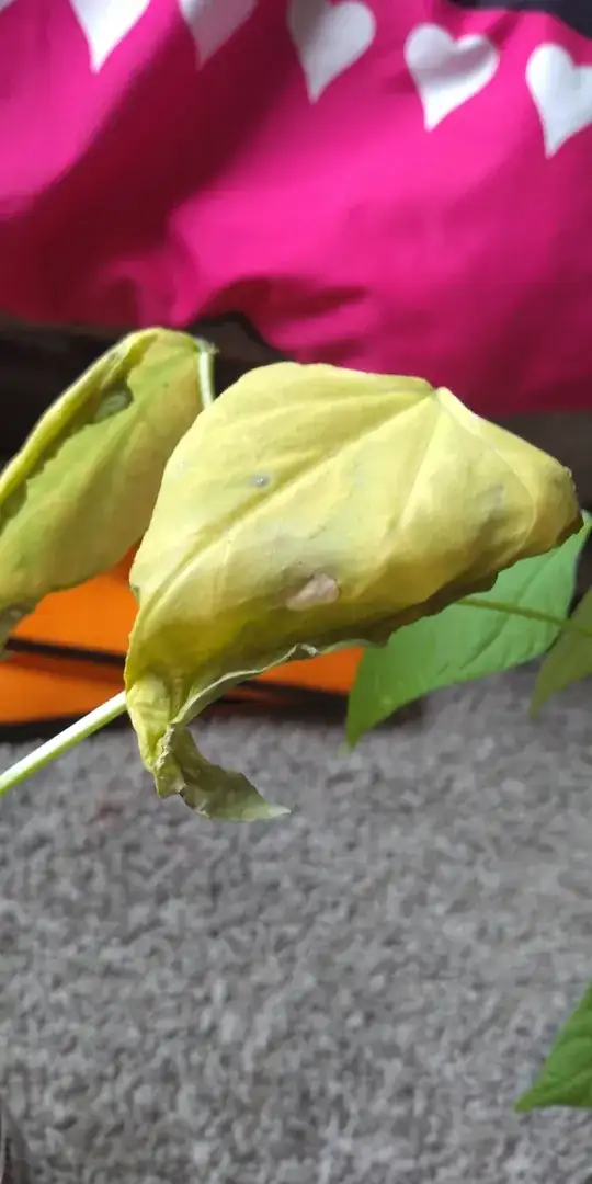 pale leaves , with translucent hole , and strange dark spot , bottoms of leaves curling , and darkening .
