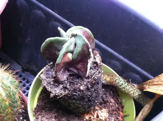 First small cactus that turned red