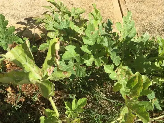 Vine on grass