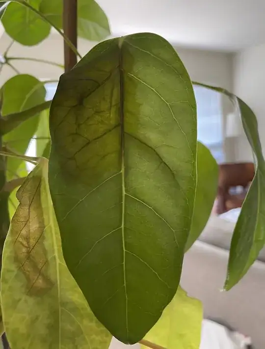 Plant issues 2
