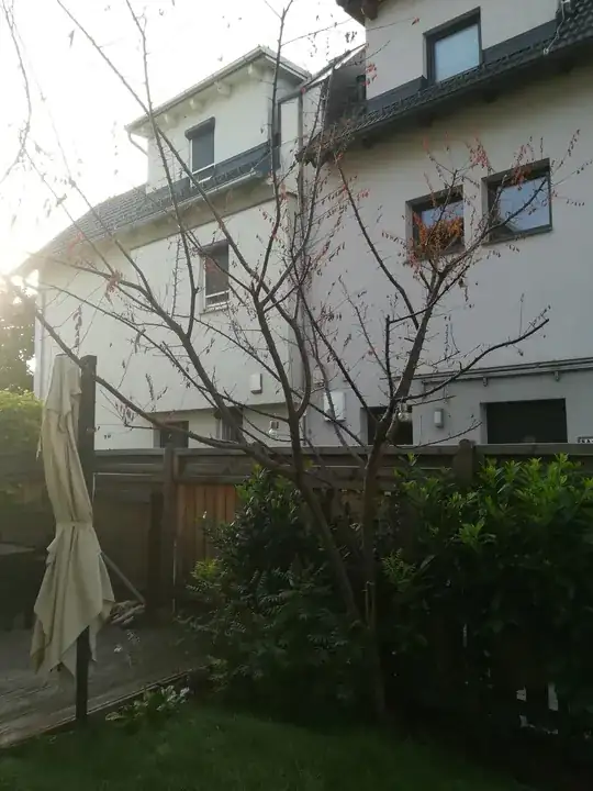 Whole tree