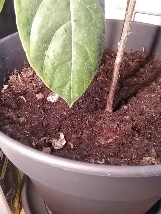 soil
