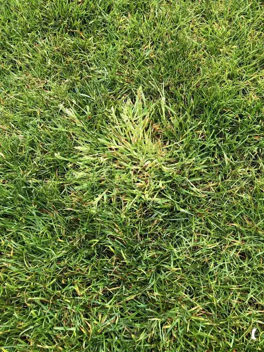 lawn