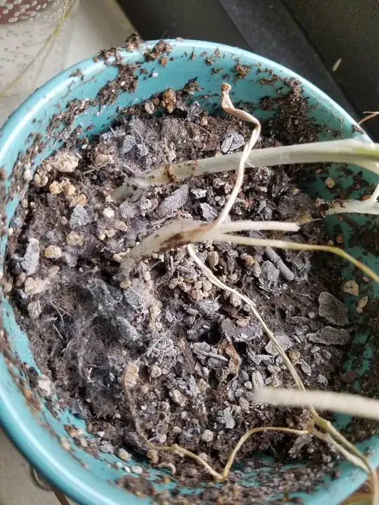 Mesh white stuff over soil