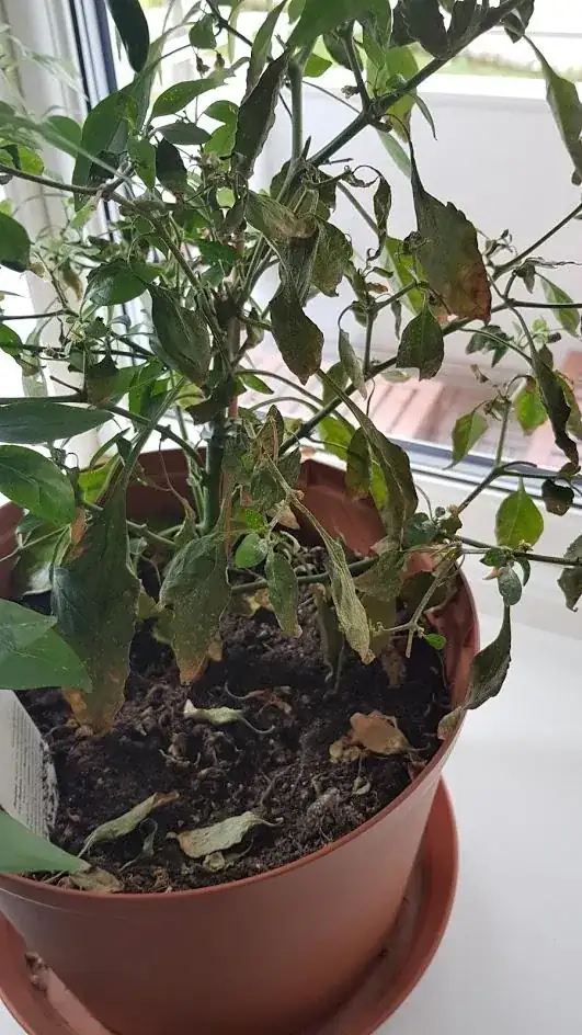 Plant from last year