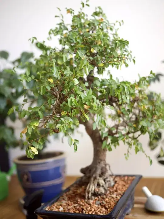 Bonsai Elm tree after repotting