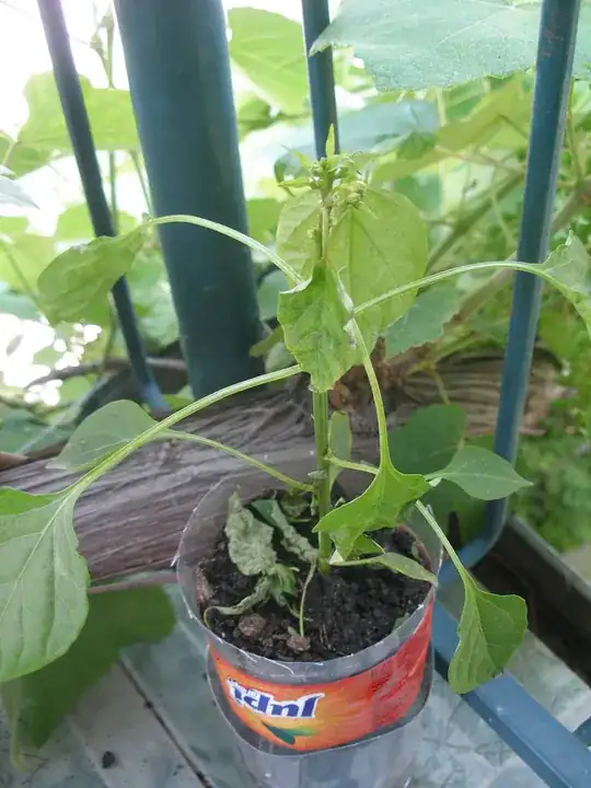 Another Cayenne wilting
