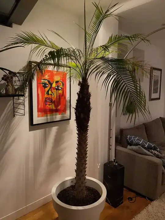 palm